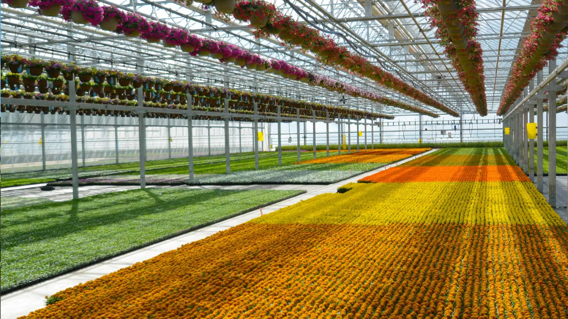 Plainview Growers kas